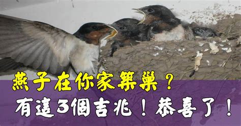 不讓燕子築巢|【如何不讓燕子築巢】燕子來我家築巢怎麼好？風水專家：這「4。